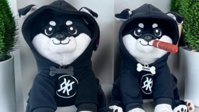 These aren’t plushies—they’re Bitcoin-native hitmen in stealth hoodies. Cigar lit, collars tagged, zero mercy. $DOG is running missions while the others chase trends. Rune-coded. Chain-backed. Dressed to disrupt.