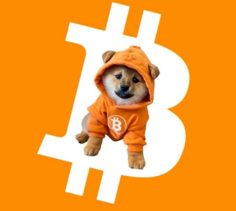 $DOG stands bold, cloaked in orange, dripped in Bitcoin — the meme warrior of the hardest money alive. No leash, just laser eyes on the next block.