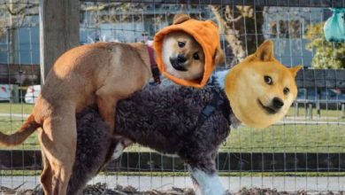 $DOG just hard-forked the meme meta straight on-chain. Old doge got mounted, $DOG inscribed dominance with a hoodie and pure Bitcoin energy. No inflation, just blockspace brutality.