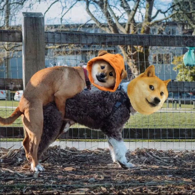 $DOG just hard-forked the meme meta straight on-chain. Old doge got mounted, $DOG inscribed dominance with a hoodie and pure Bitcoin energy. No inflation, just blockspace brutality.